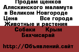 Продам щенков Аляскинского маламута в Великом Новгороде › Цена ­ 5 000 - Все города Животные и растения » Собаки   . Крым,Бахчисарай